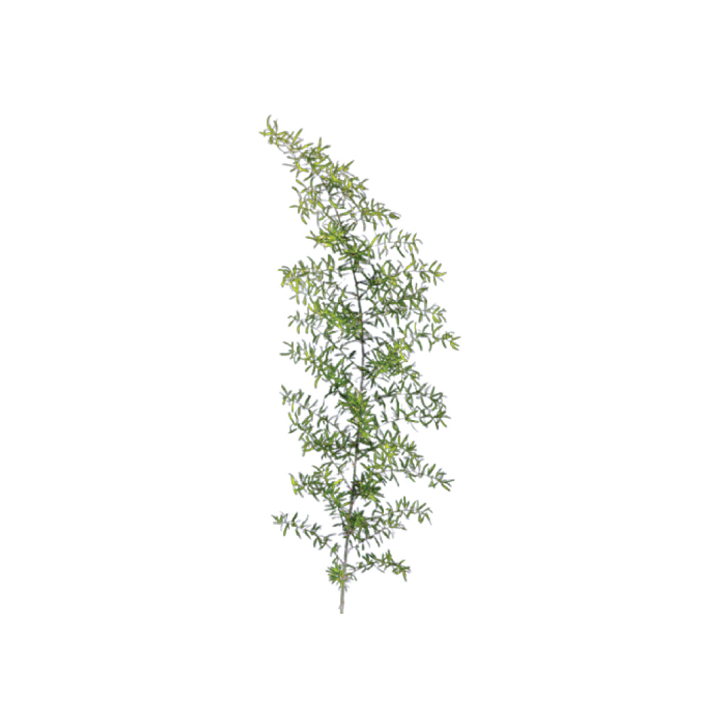 Sprangeri • Asiri Blooms • Asiri Blooms