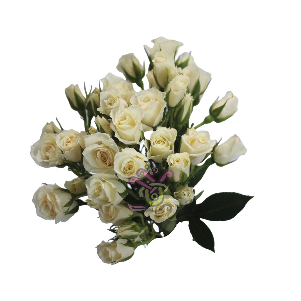 Spray Roses Cream • Asiri Blooms