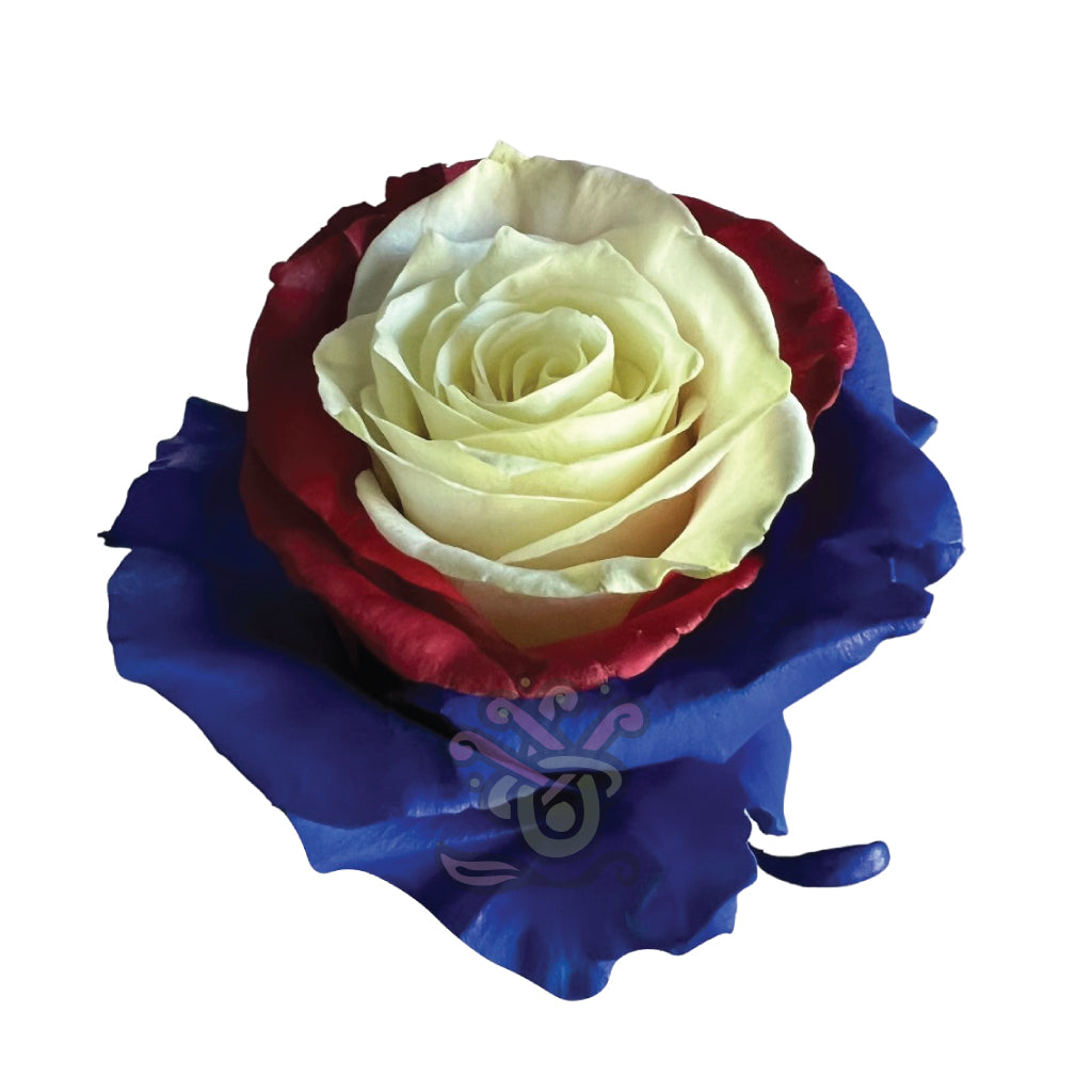 US Candy Dyed • Asiri Blooms