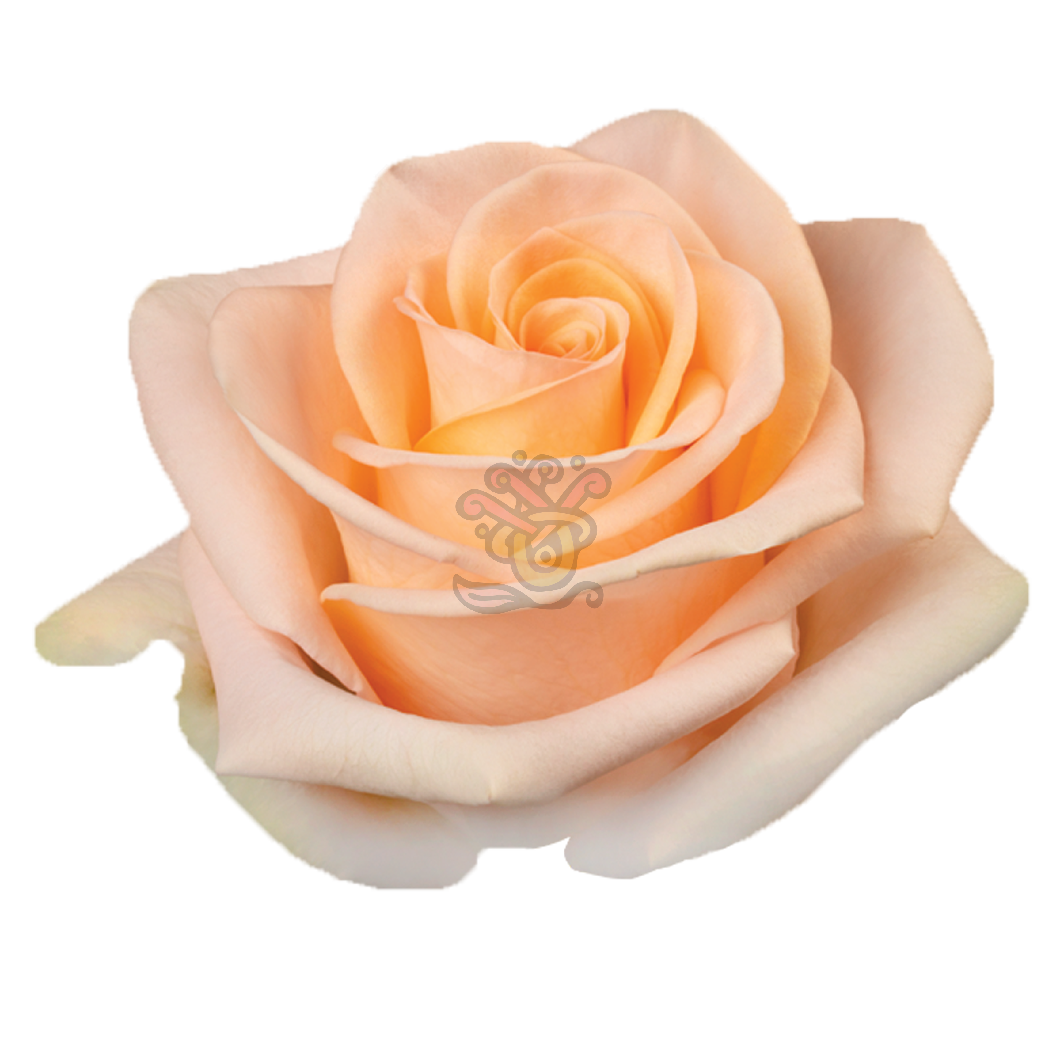 Tiffany Roses • Asiri Blooms