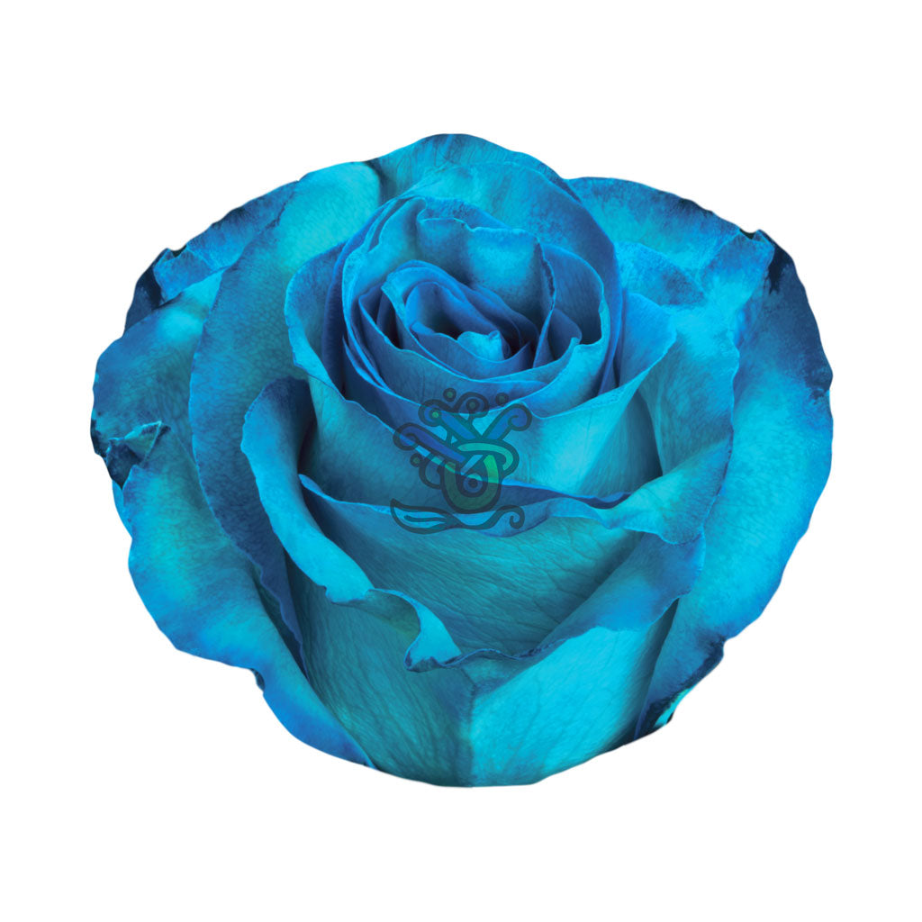 Blue Lagoon Tinted Roses • Asiri Blooms