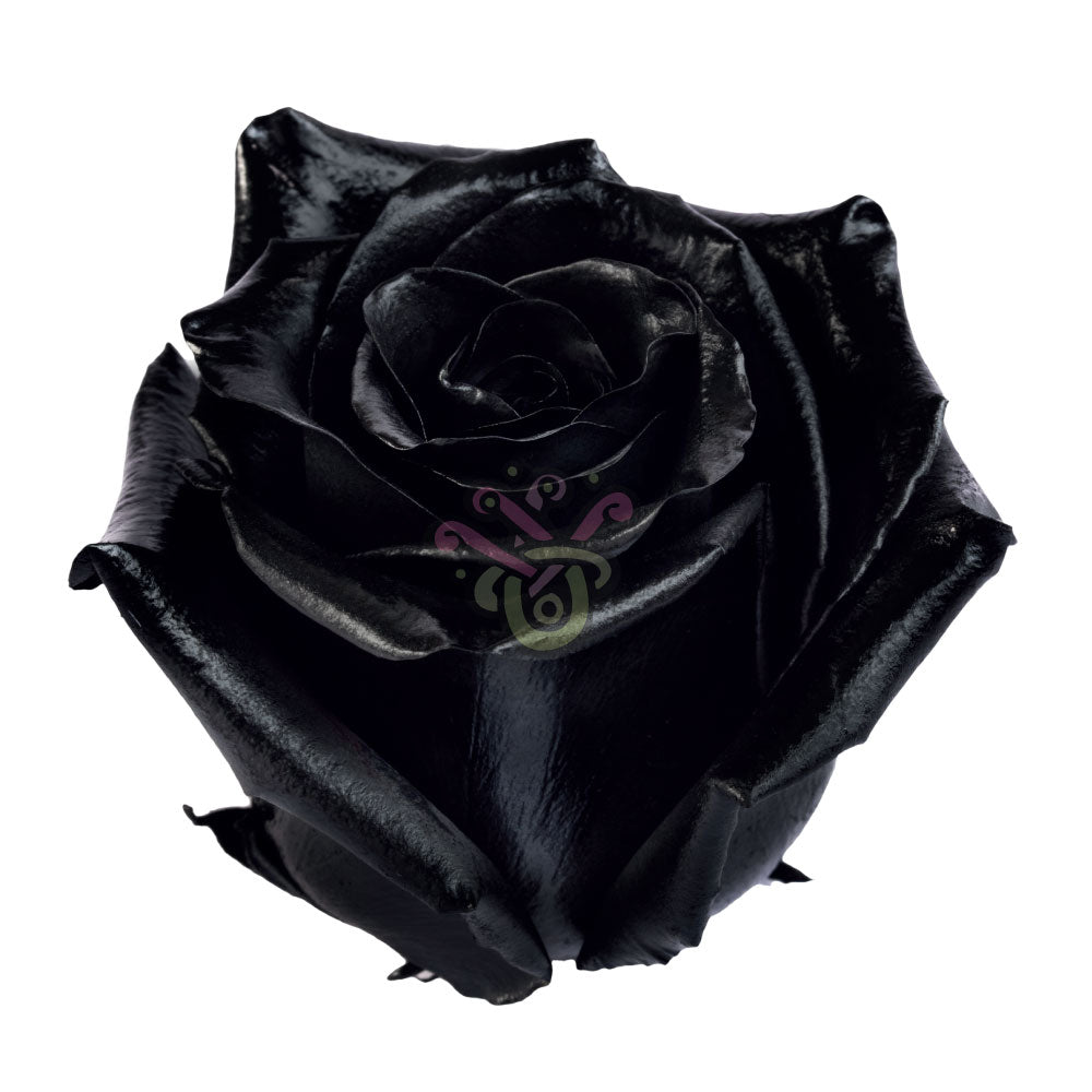 Black Halloween Tinted Roses • Asiri Blooms