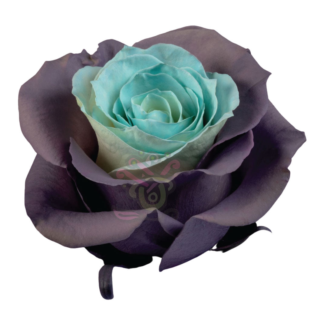 Blue Lavender Tinted Roses • Asiri Blooms