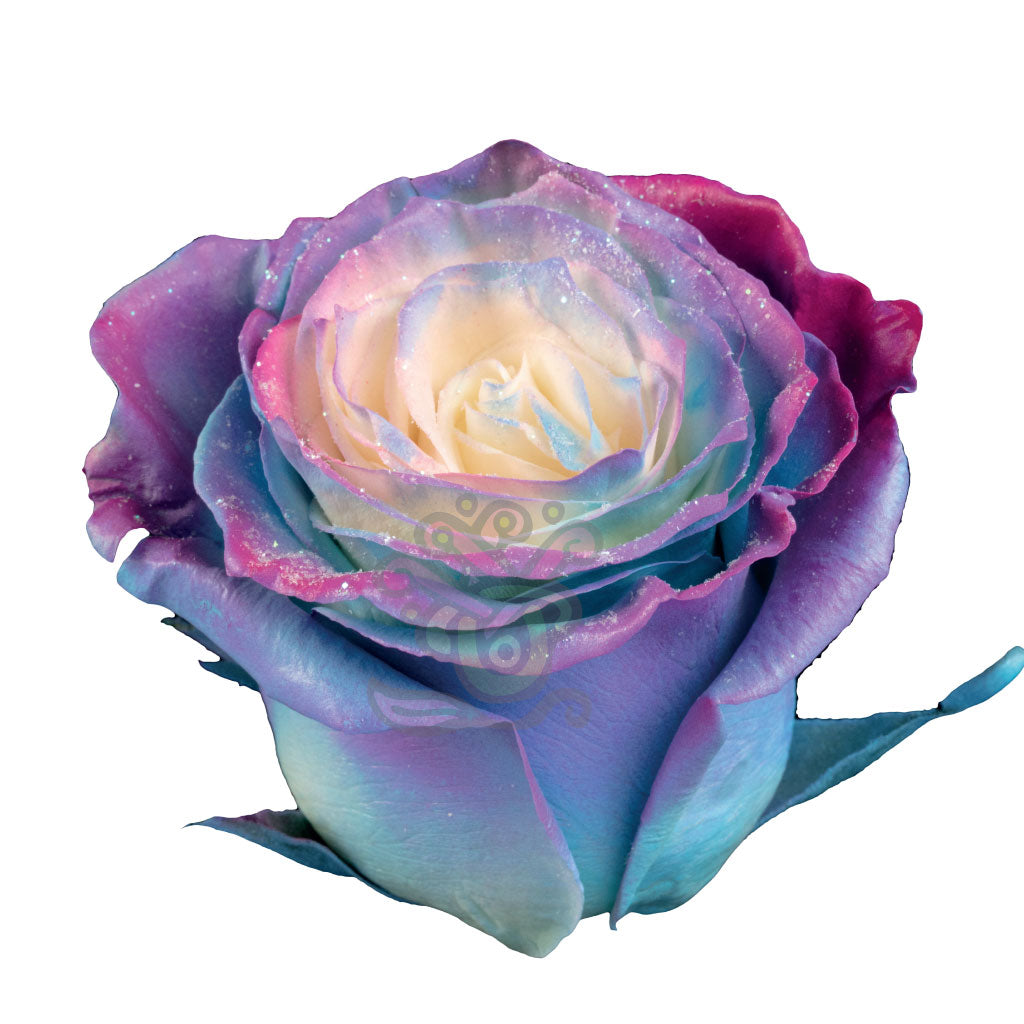Blue Cosmic Tinted Roses • Asiri Blooms