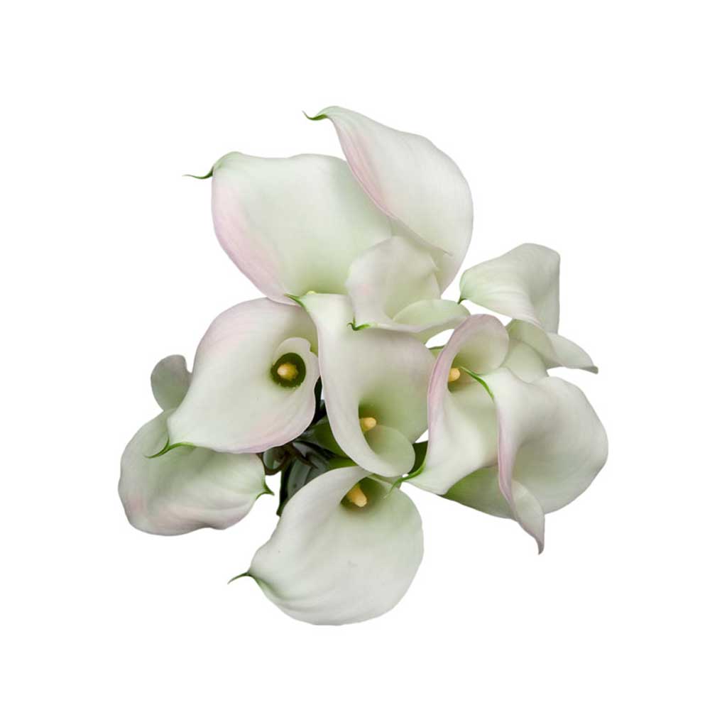 white and pink calla lily Cristal Pink Calla Lilies • Asiri Blooms