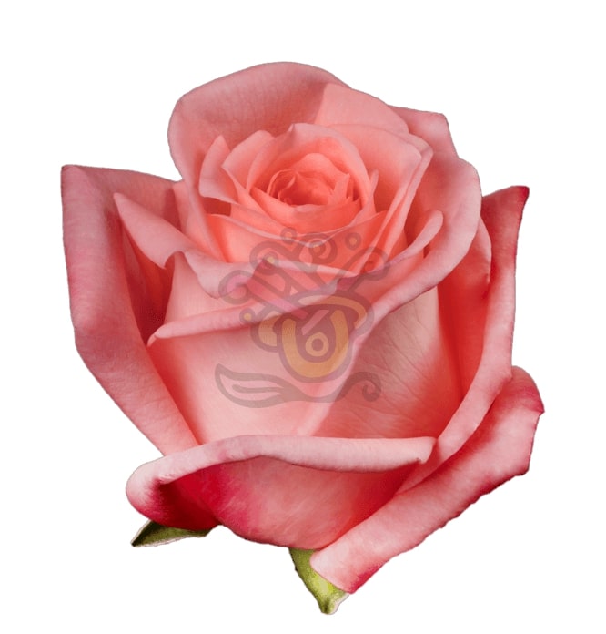 Engagement Roses • Asiri Blooms