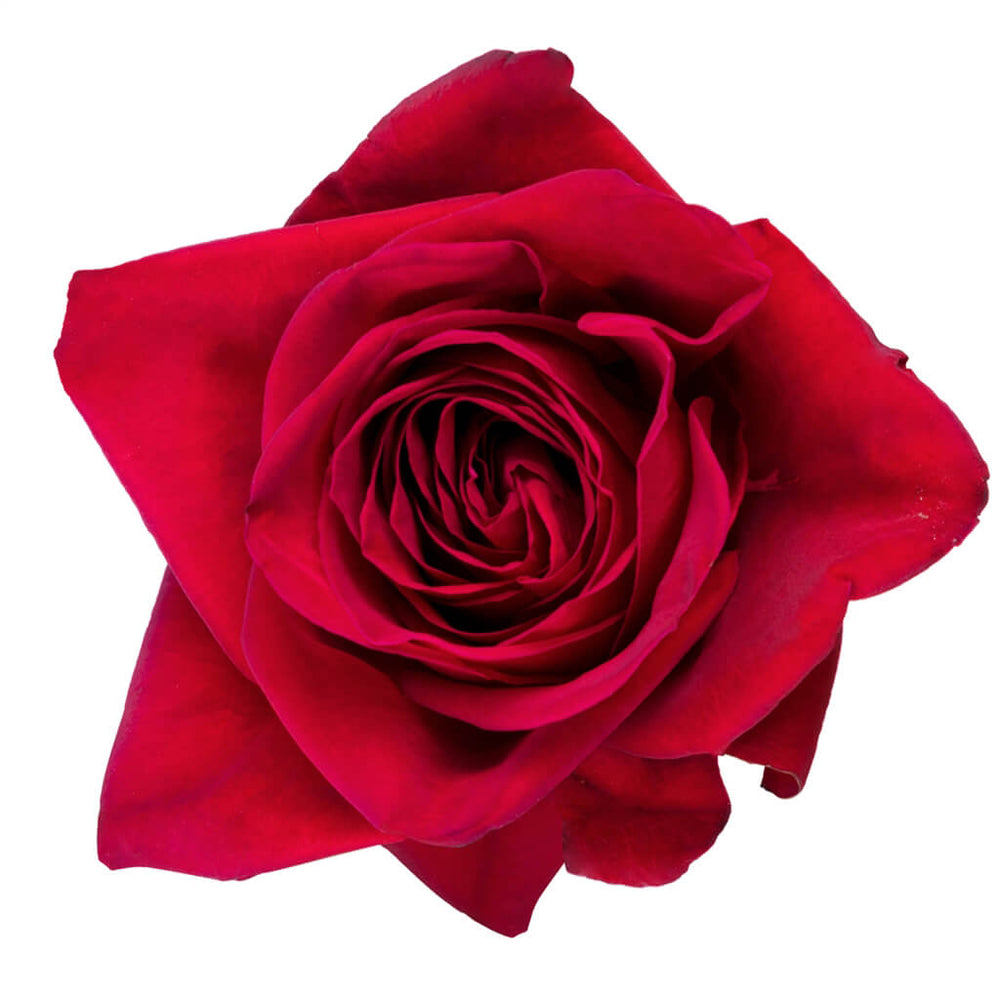 Freedom Roses • Asiri Blooms
