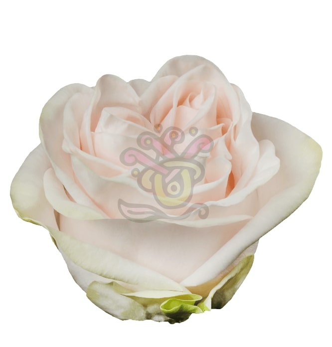Wedding Spirit • Asiri Blooms