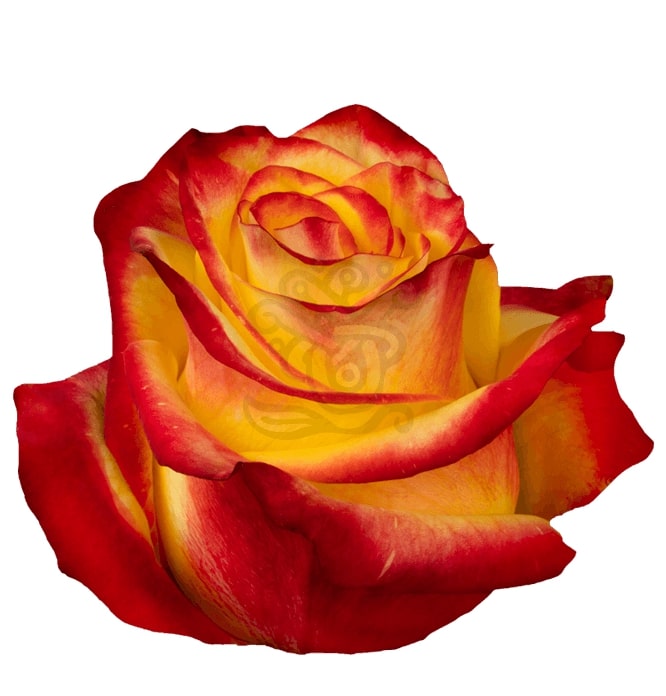 High & Flame Roses • Asiri Blooms