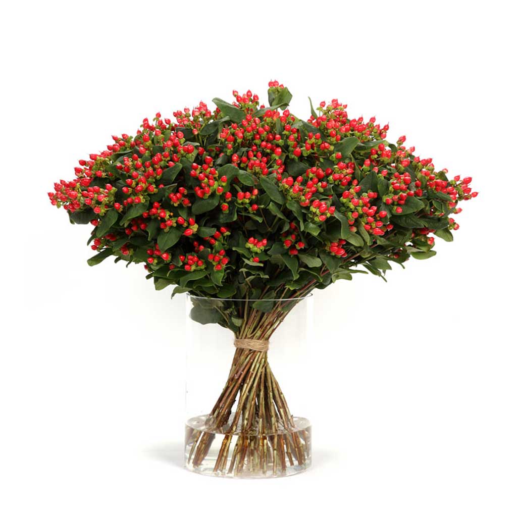 Hypericum Diablo • Asiri Blooms