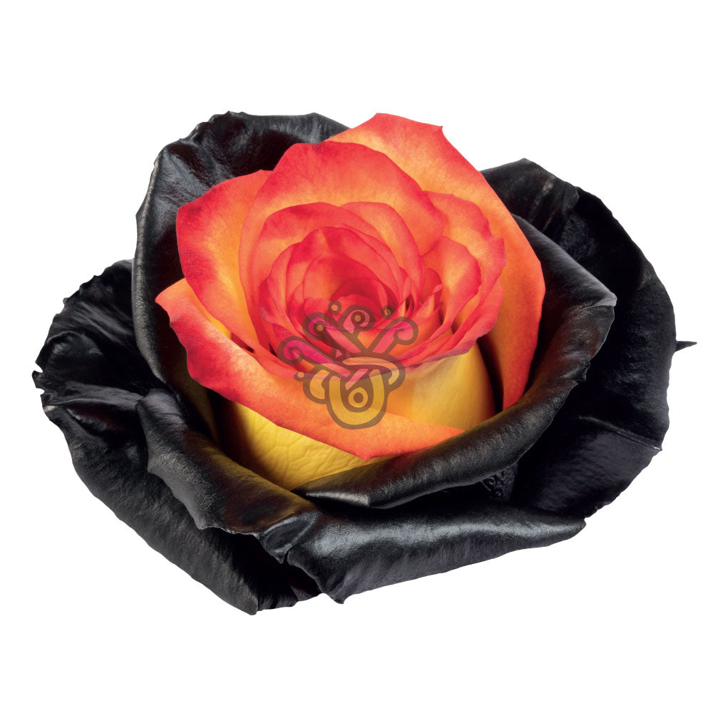 Magic Spell Halloween Tinted Roses • Asiri Blooms
