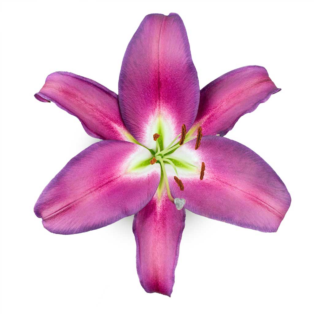 purple asiatic lilies Oriental Lilies Adelante • Asiri Blooms