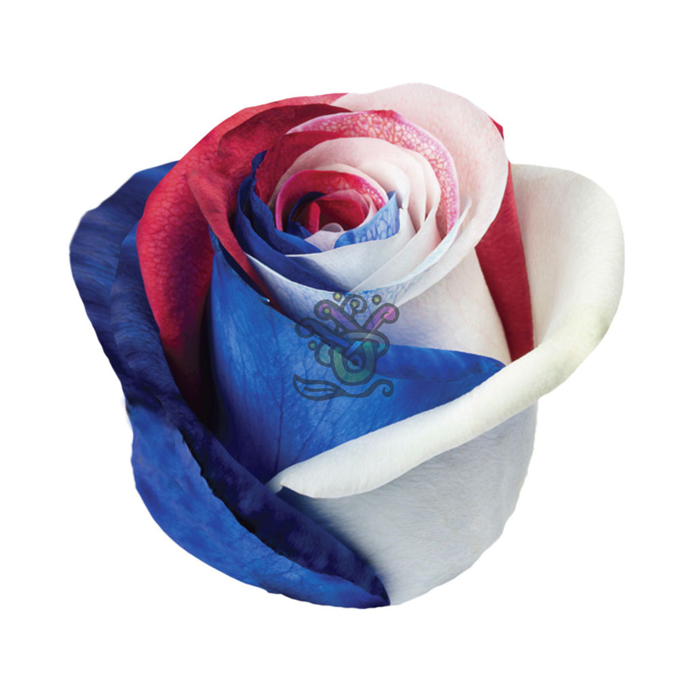 Patriot Tinted Roses • Asiri Blooms