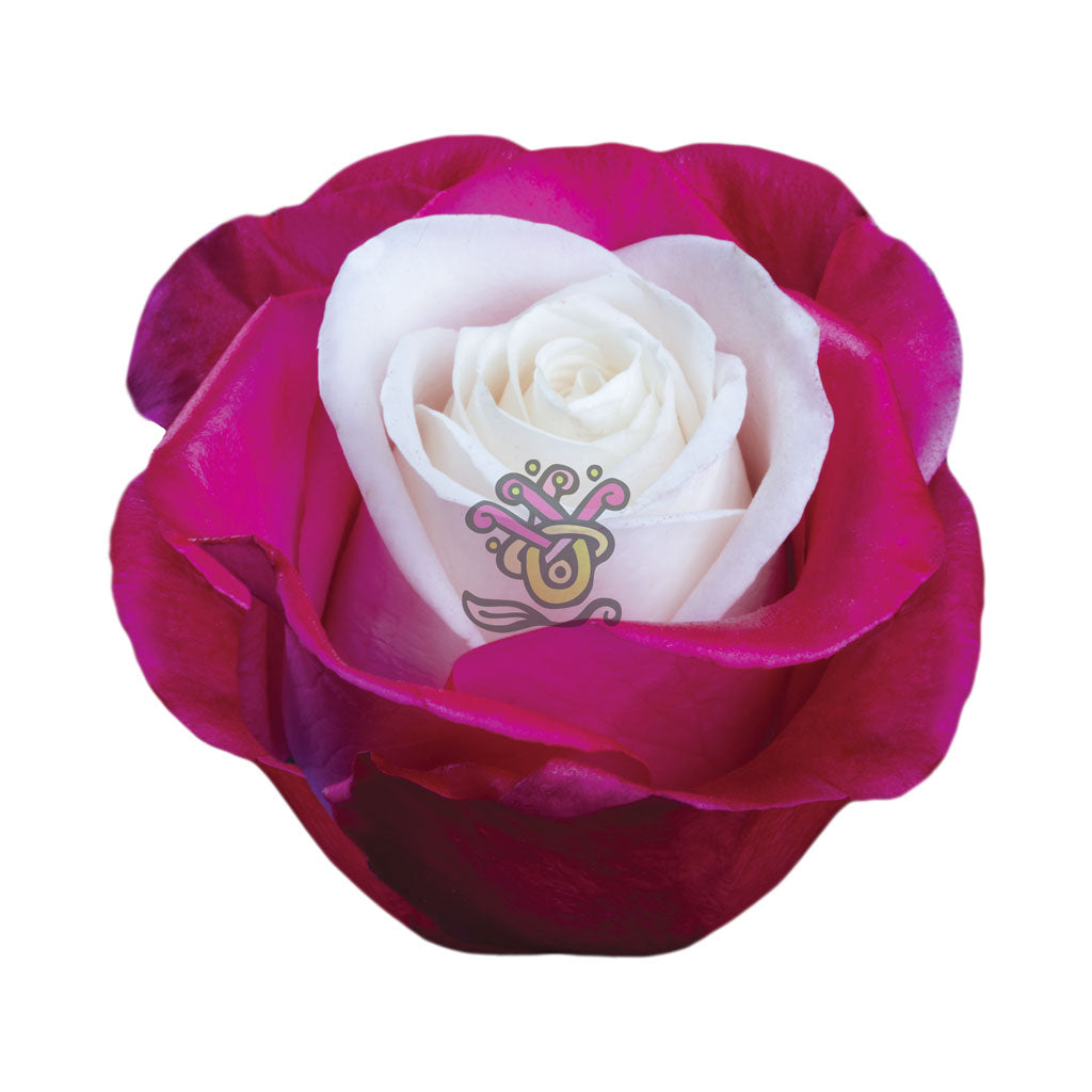 Pink Candy Dyed Roses • Asiri Blooms