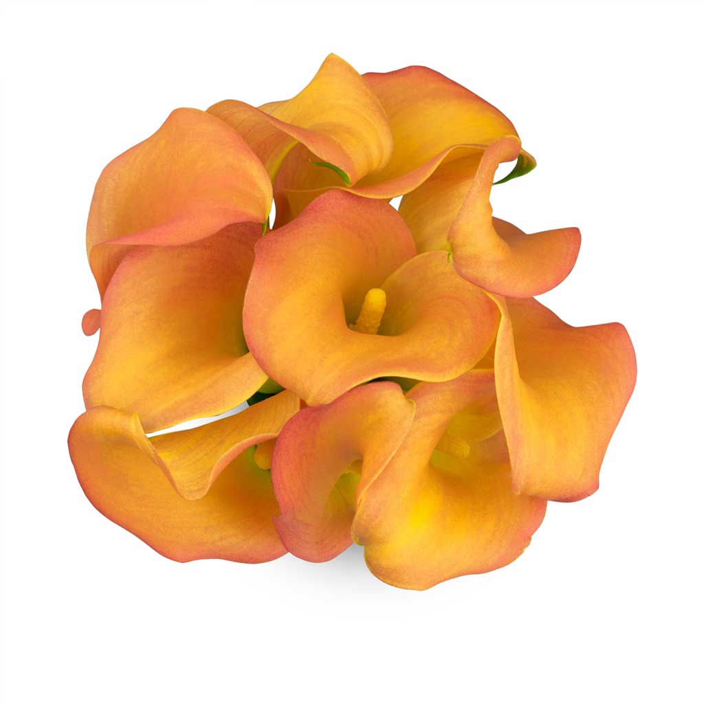 passion lily flower Passionfruit Calla LIlies • Asiri Blooms