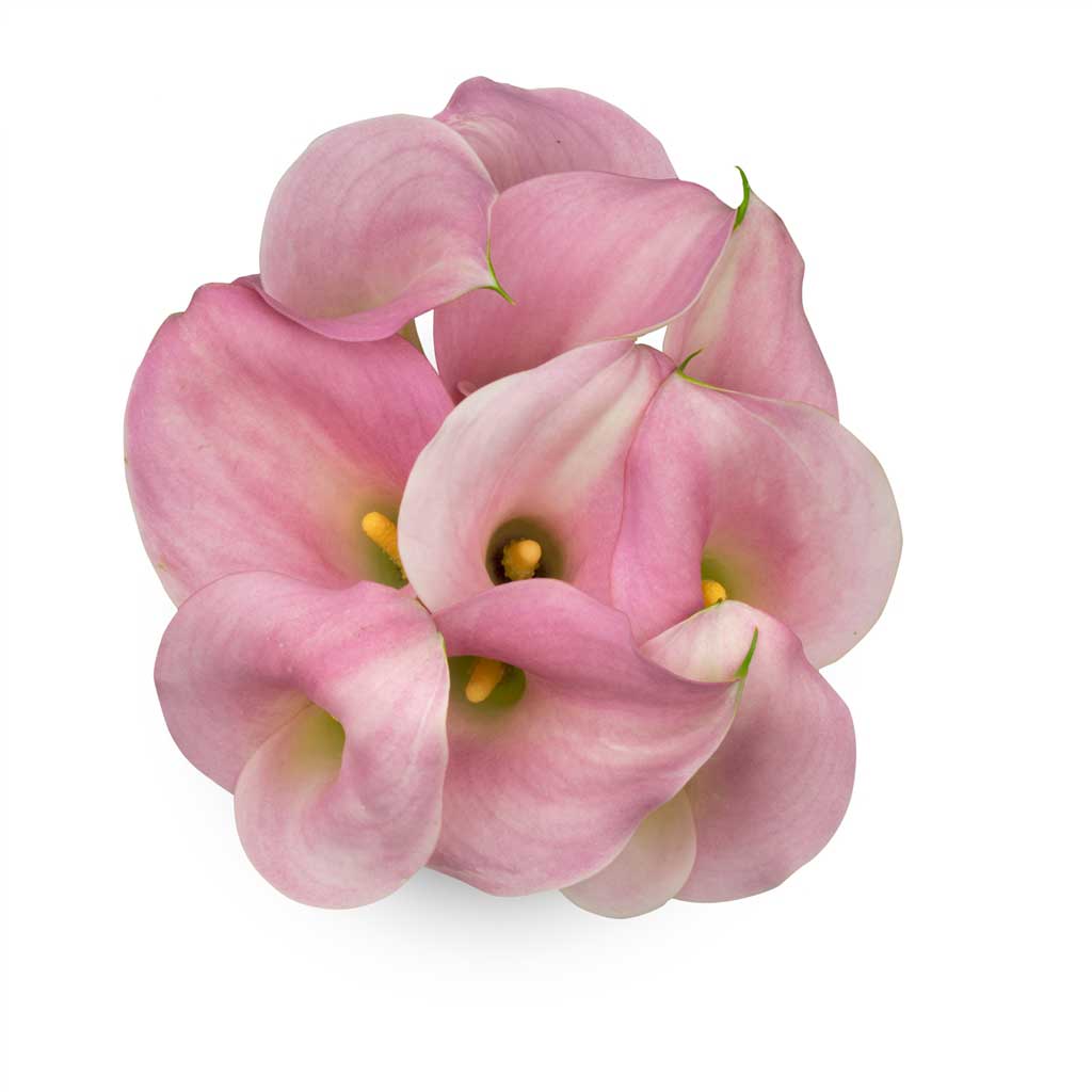 pink roses and white calla lilies Perle Rose Calla LIlies
