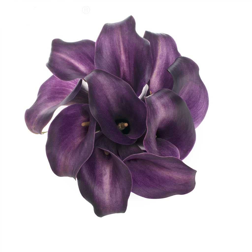 calla lily flower purple Purple Star Calla Lilies • Asiri Blooms