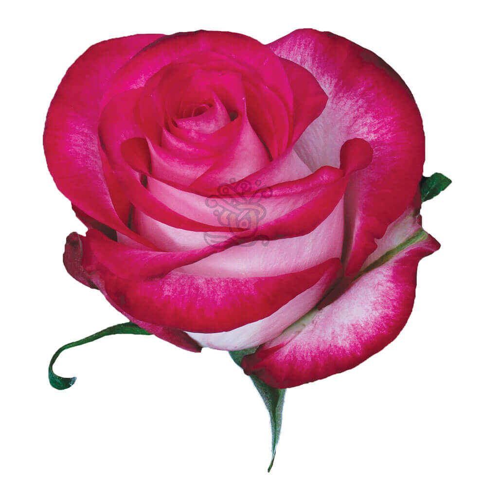 Riviera Roses - Asiri Blooms