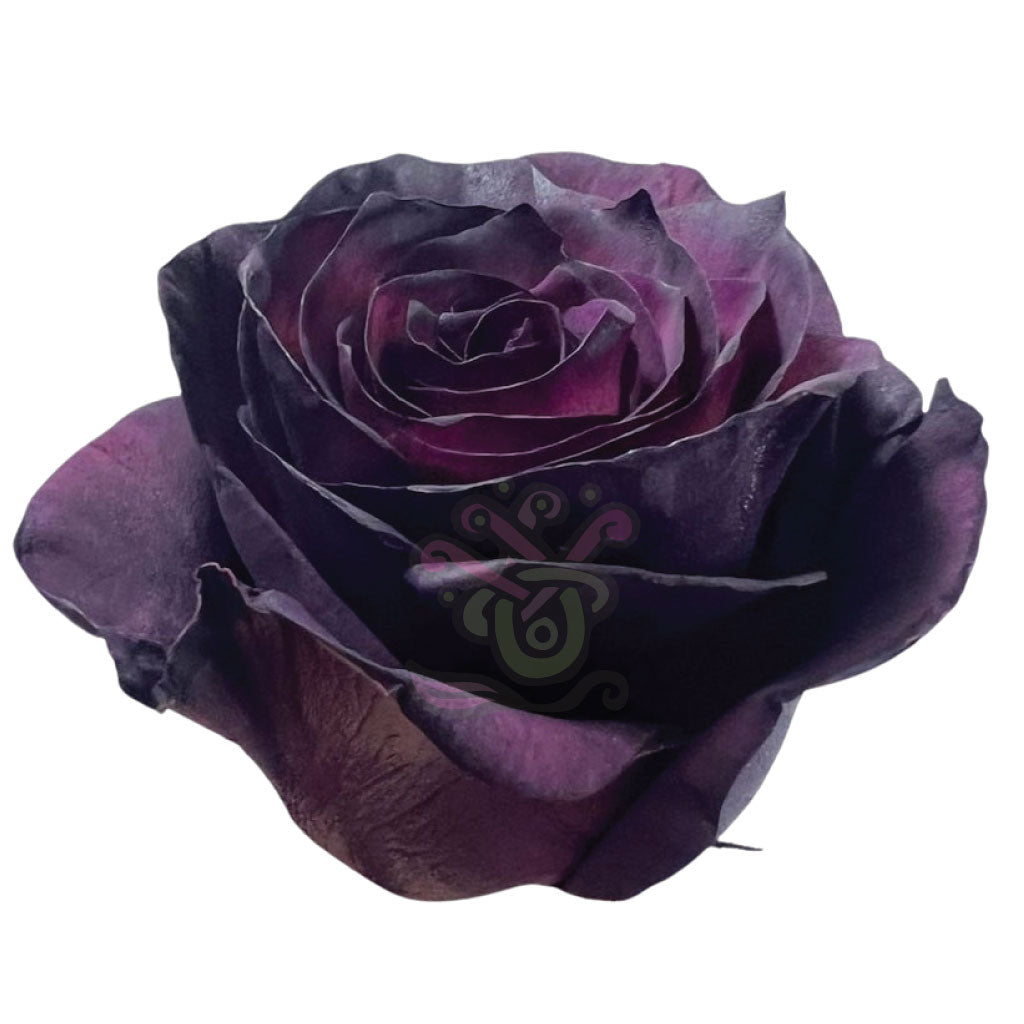 Royal Purple Tinted Roses