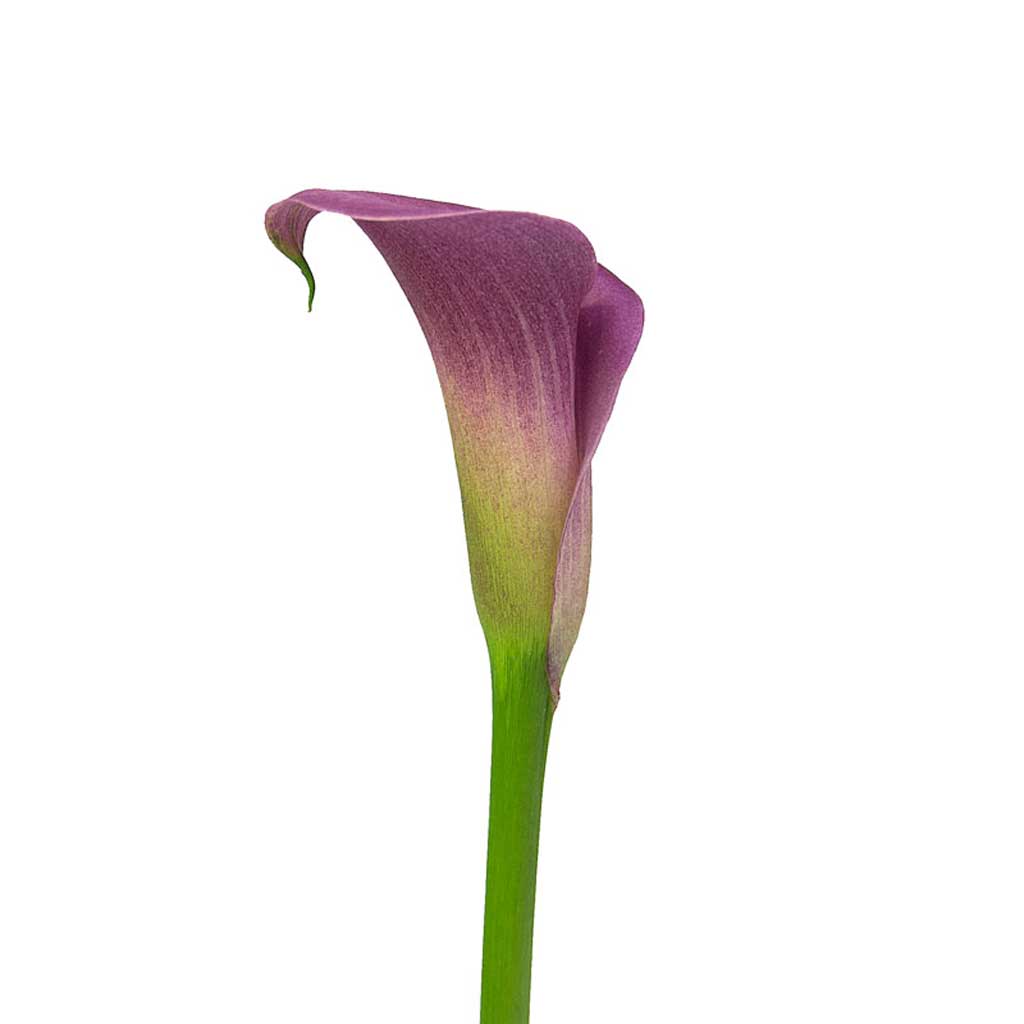 purple calla lilies and white roses Rubylite Calla Lilies • Asiri Blooms
