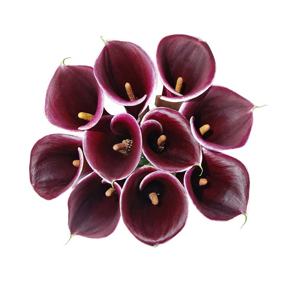 calla lily purple plant Strauss Calla Lilies • Asiri Blooms