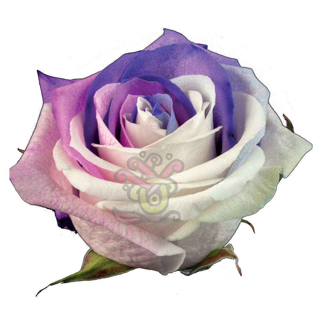 Berry Tinted Roses • Asiri Blooms