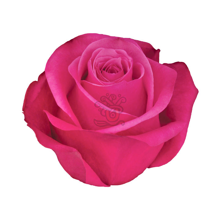 Cherry O! Roses • Asiri Blooms