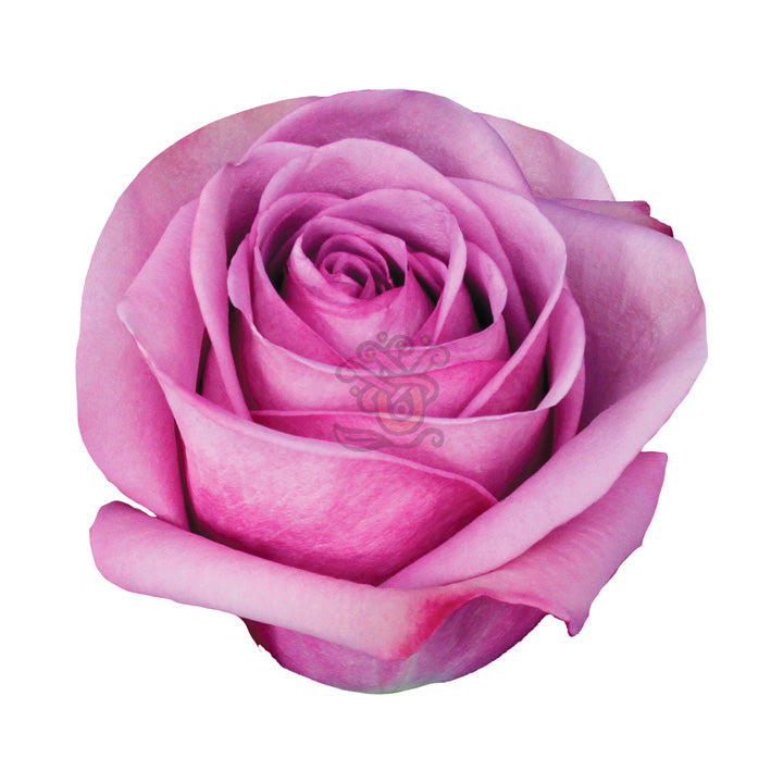 Cool Water Roses • Asiri Blooms
