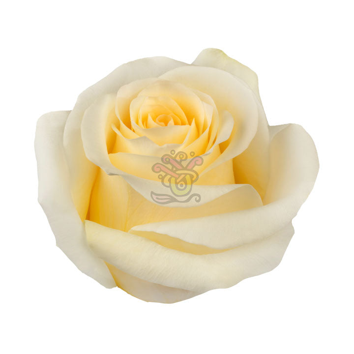 Creme de la Creme Roses • Asiri Blooms