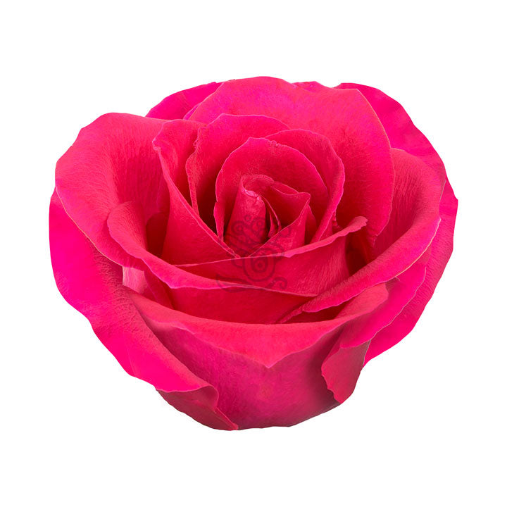 Gotcha Roses Asiri Blooms Gotcha Roses Asiri Blooms