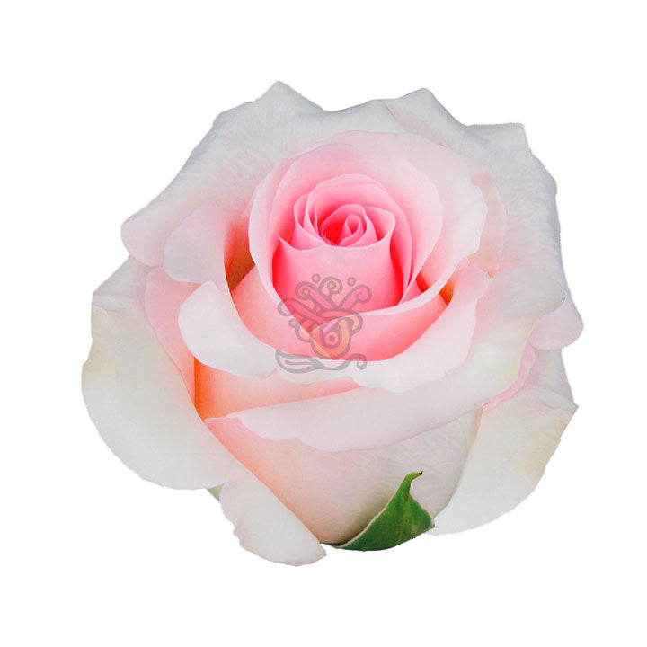 Nena Roses • Asiri Blooms