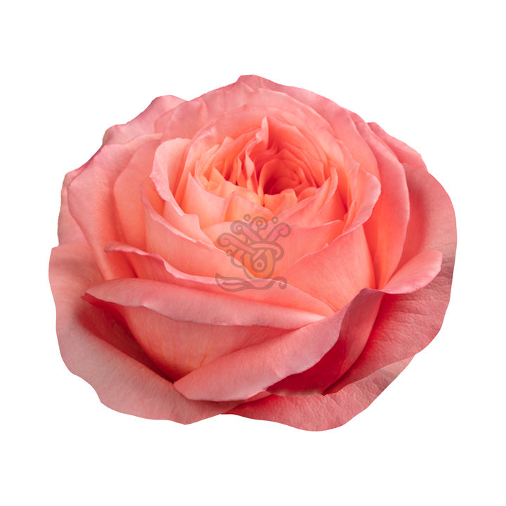 Pink Xpression Roses • Asiri Blooms
