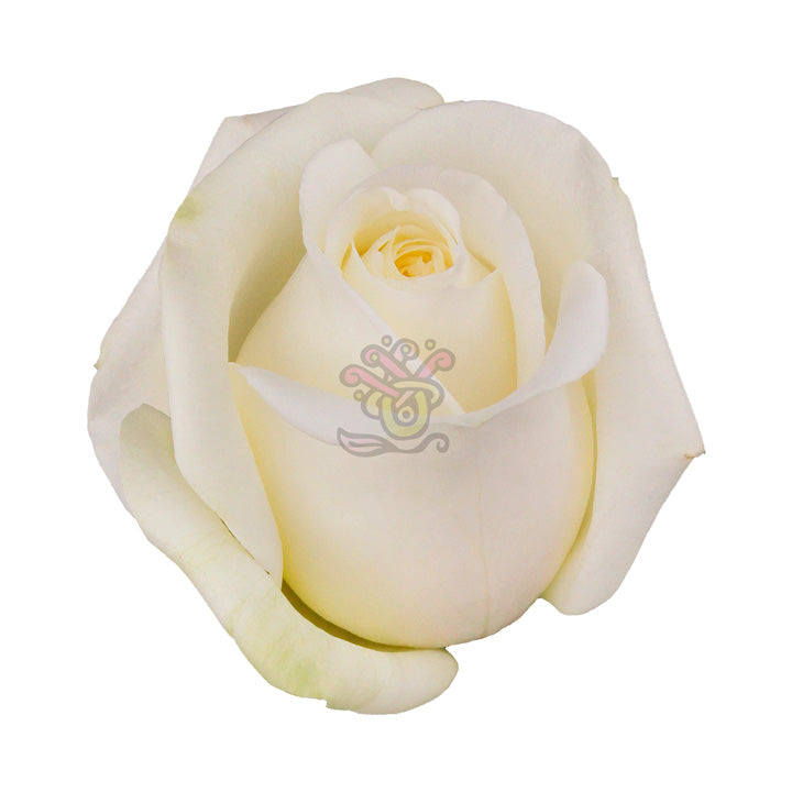 Polo Roses • Asiri Blooms