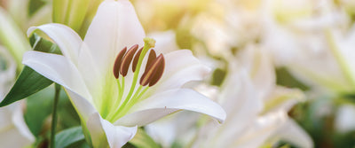 The symbolism behind Lillies and your guide to arrange them