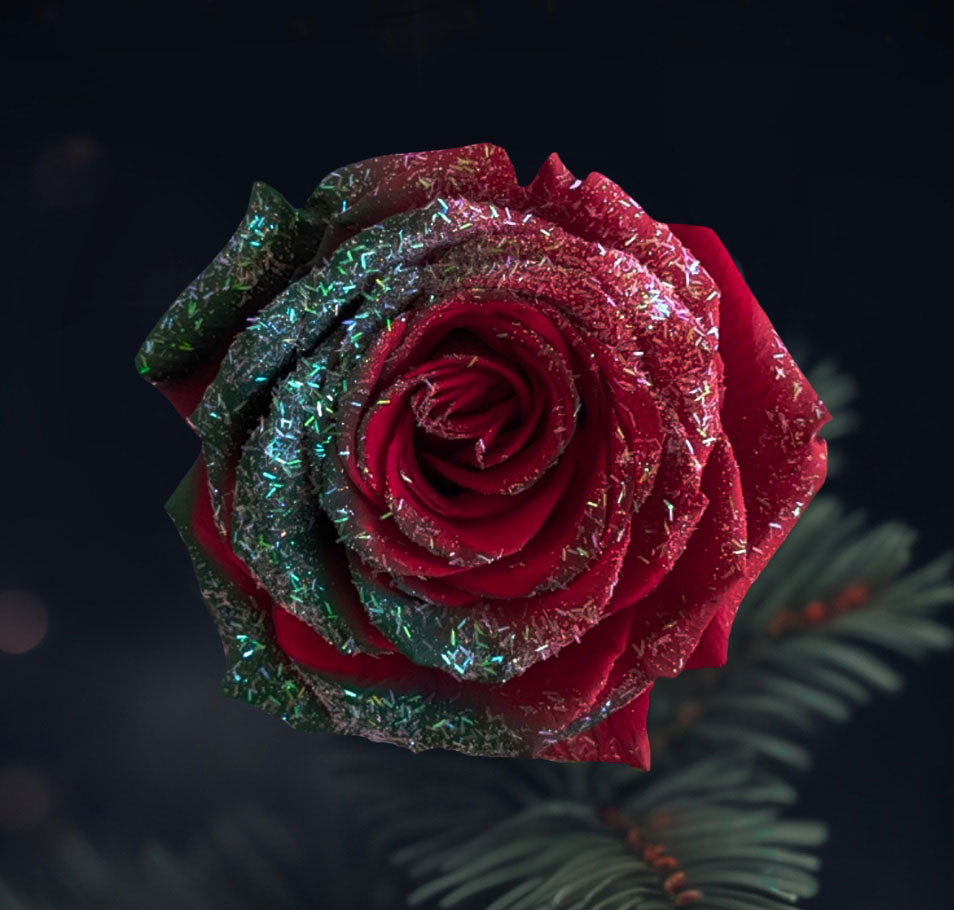 Frosty Noel Tinted Roses - Christmas Roses