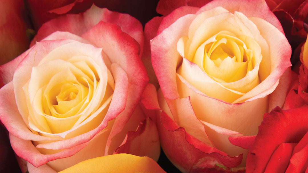 Bicolor Roses •Whoelsale Roses • Bulk Flowers