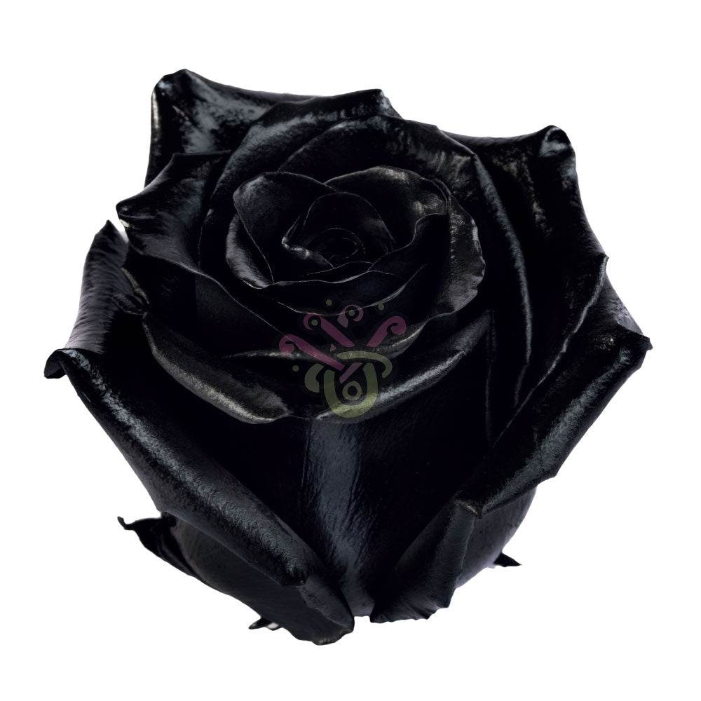 Black Tinted Roses