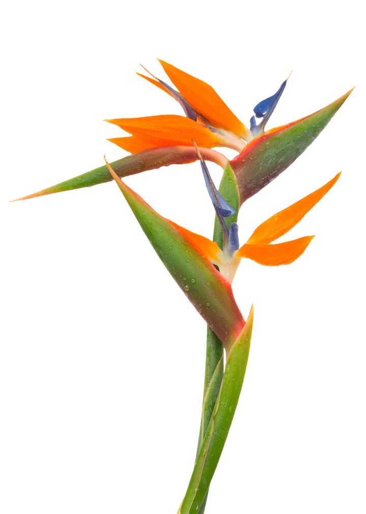 Bird of paradise • Asiri Blooms