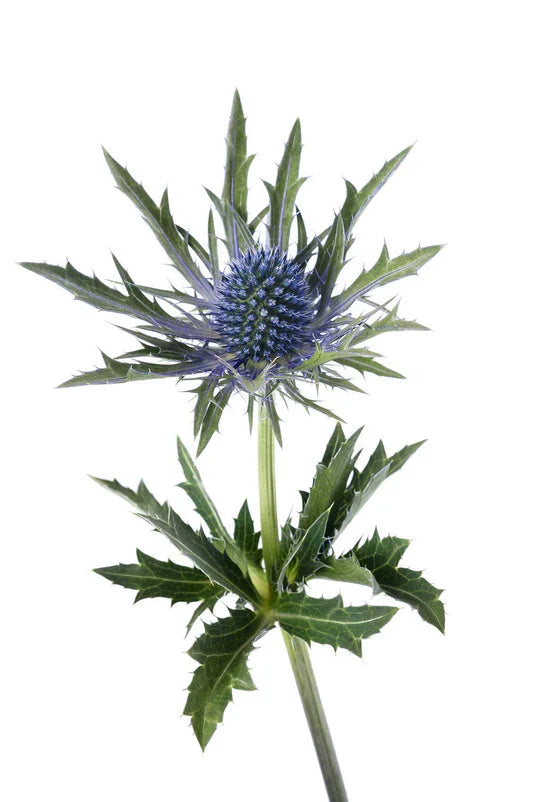 Eryngium Electric Blue • Asiri Blooms