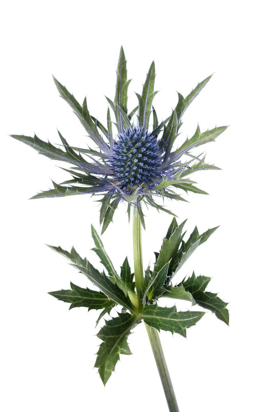 Eryngium • Asiri Blooms