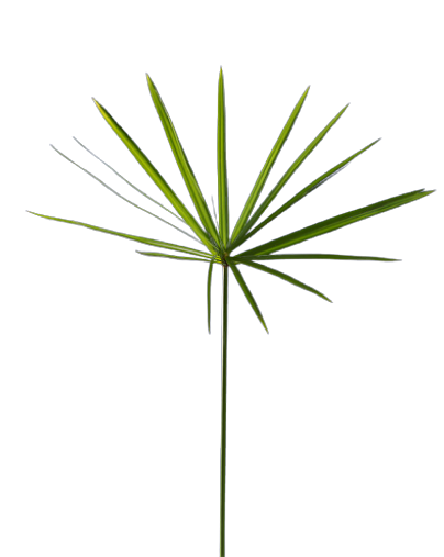 Fan Palm