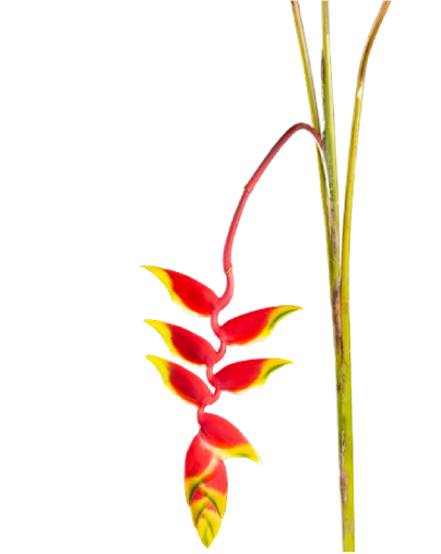 Heliconia