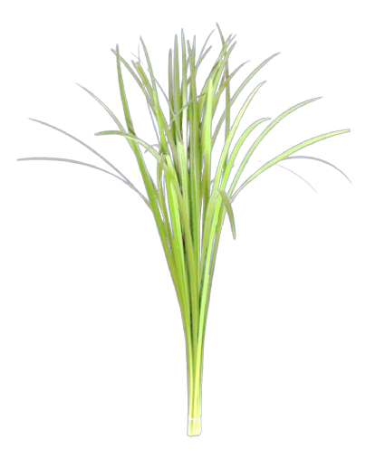 Lily Grass