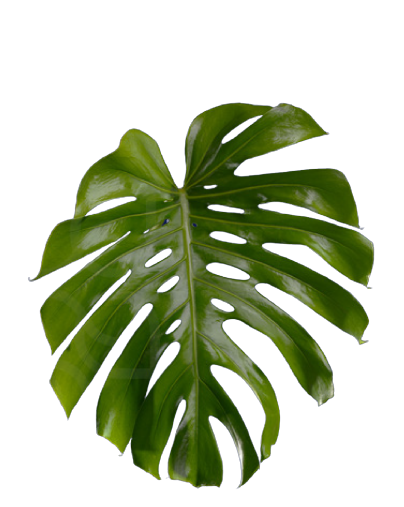 Monstera leaves