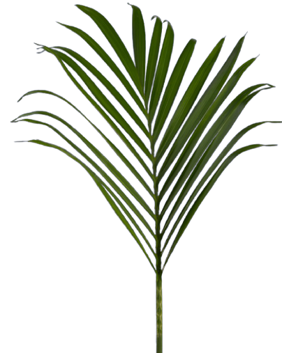 Palm Areca