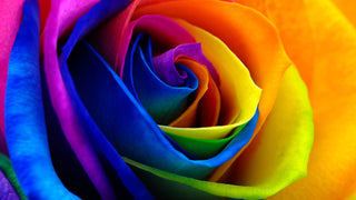 Tinted Roses