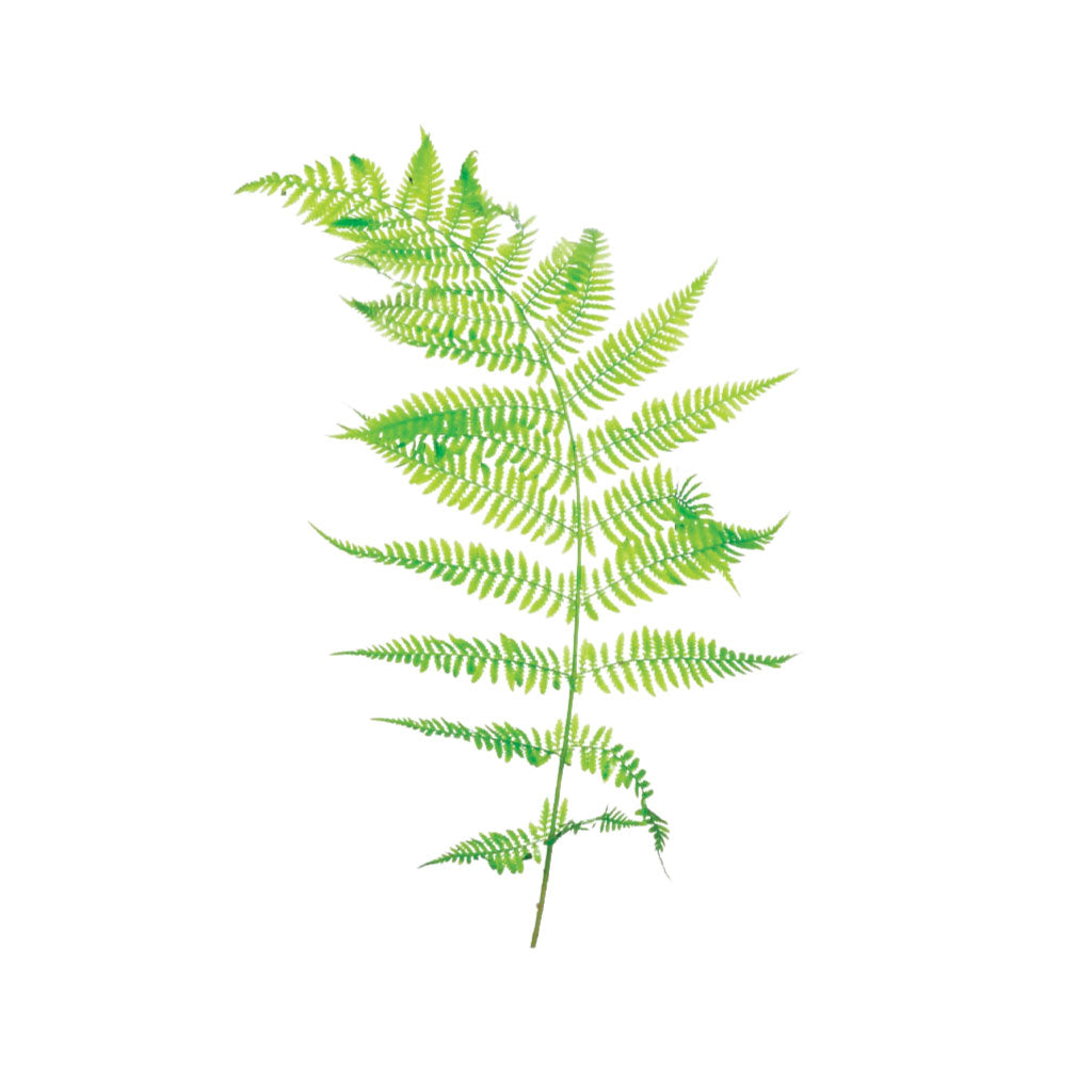 Three fern