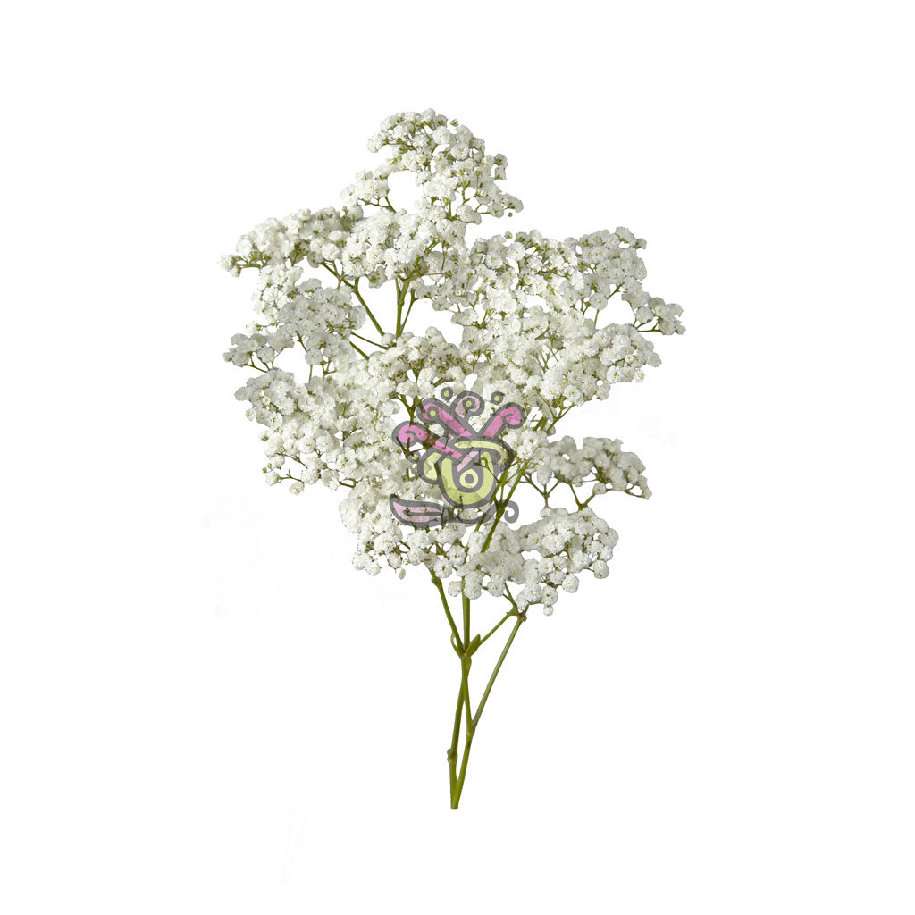 Gypsophilia • Asiri Blooms