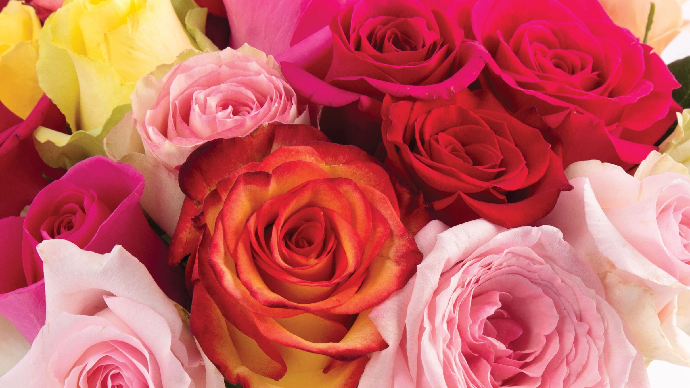 Garden Roses