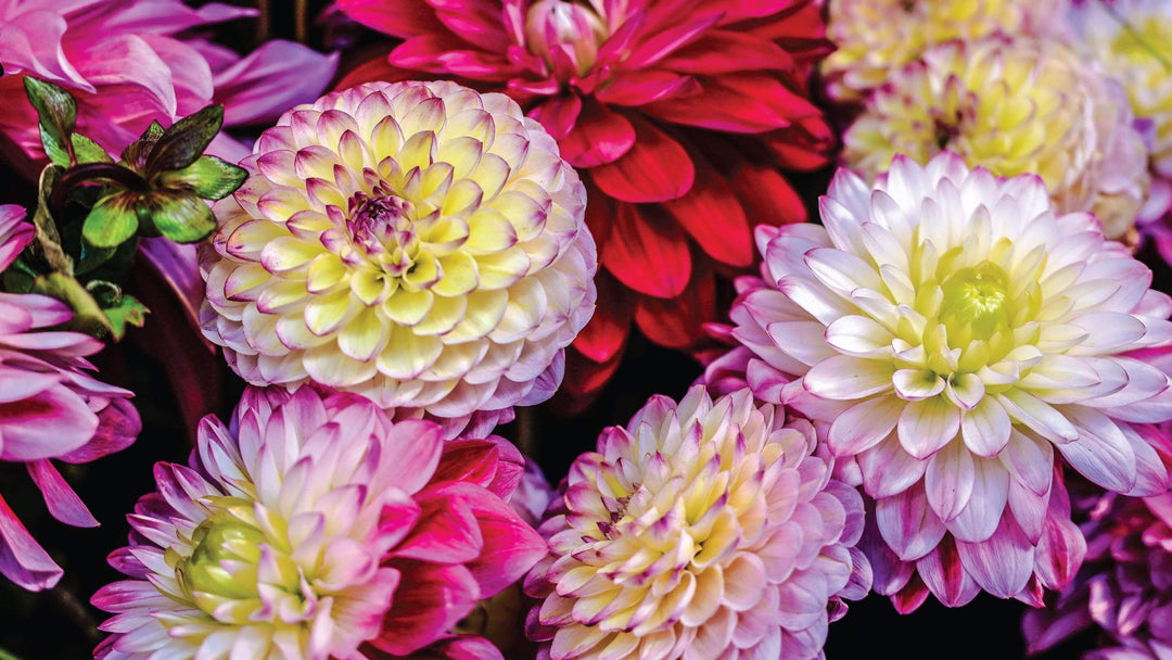 Featured Bulk Flowers